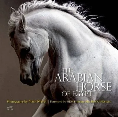 Arabian Horse of Egypt